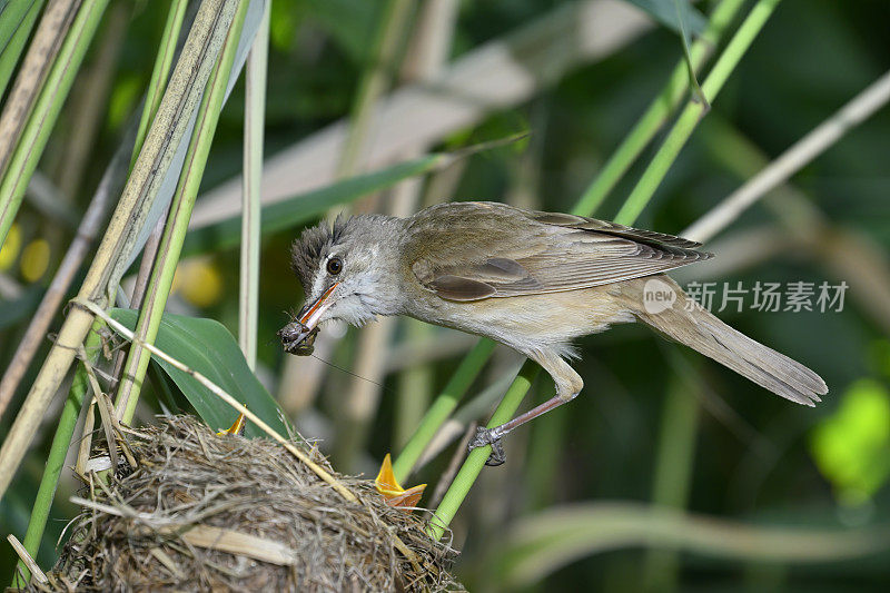 大苇莺正在喂雏鸟(Acrocephalus arundinaceus)